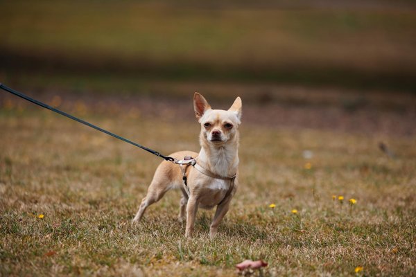 How to Perfect a Delicate French Quiche Lorraine with a Crumbly Pâte Brisée?